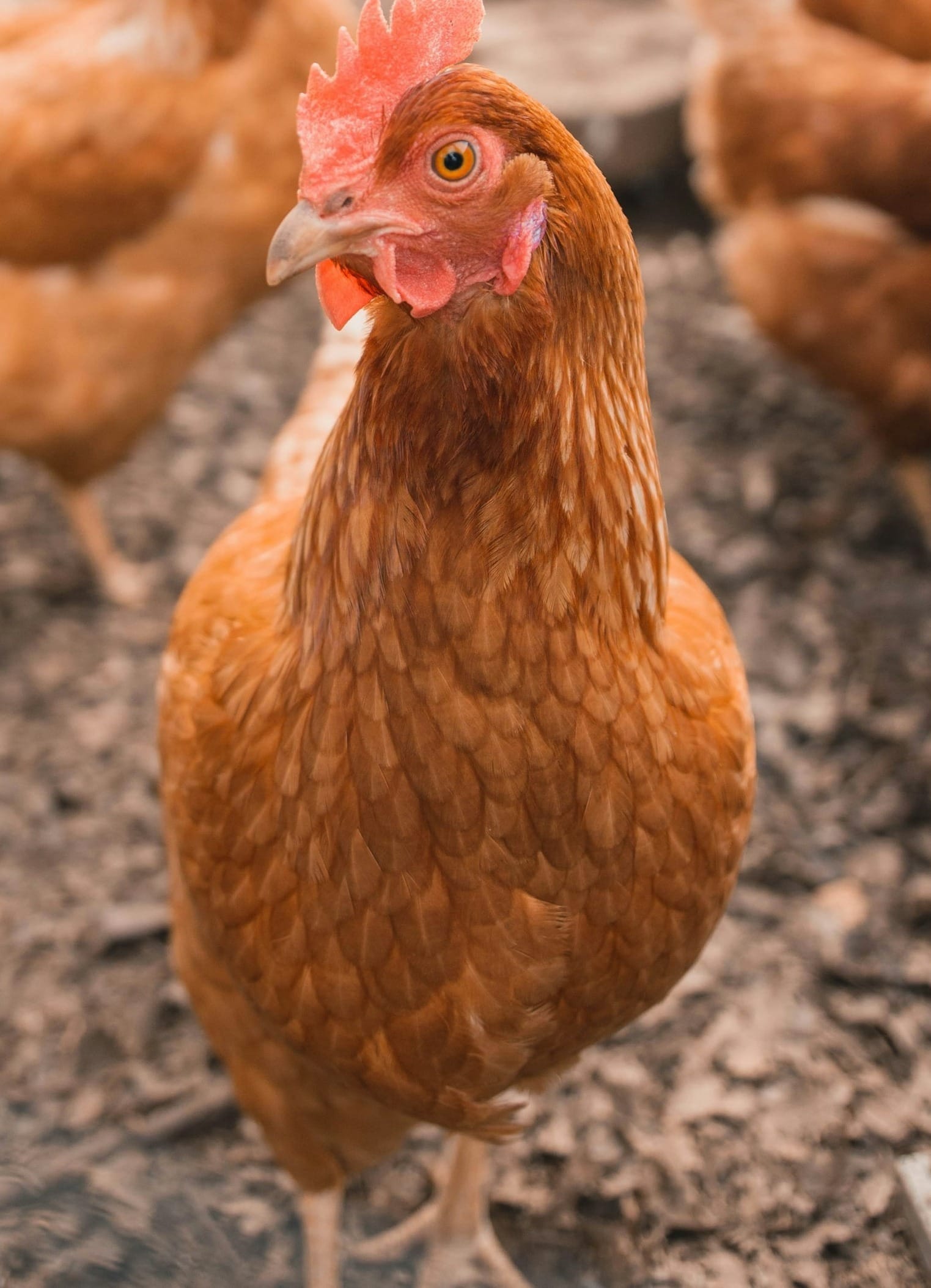 Why Chickens Are the Heart of Our Homestead