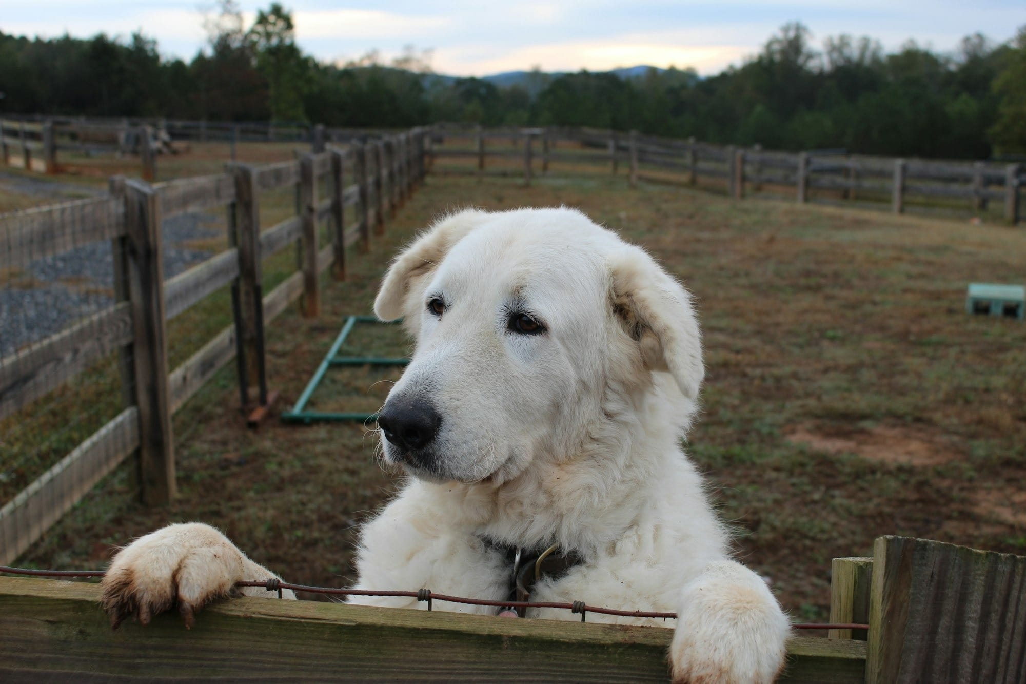 Containment Strategies for Great Pyrenees