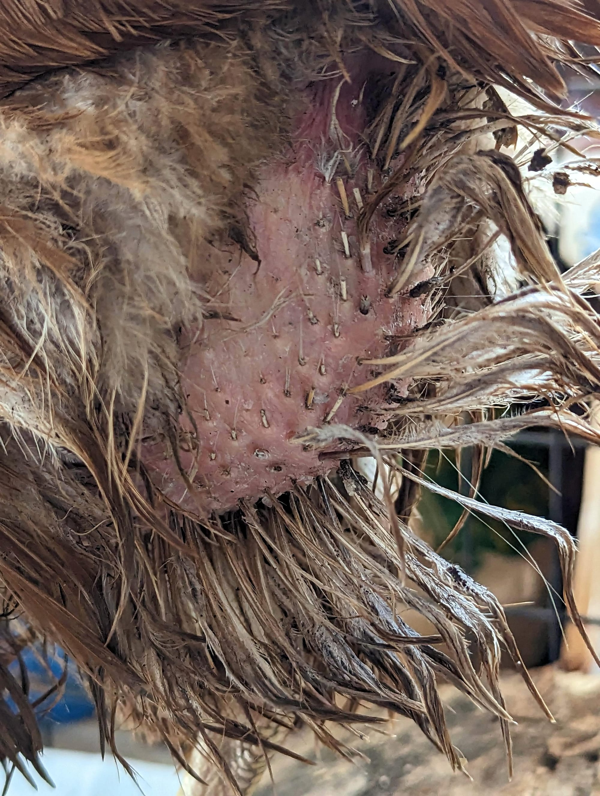 How to Treat Vent Gleet in Your Chickens: A Step‑by‑Step Guide