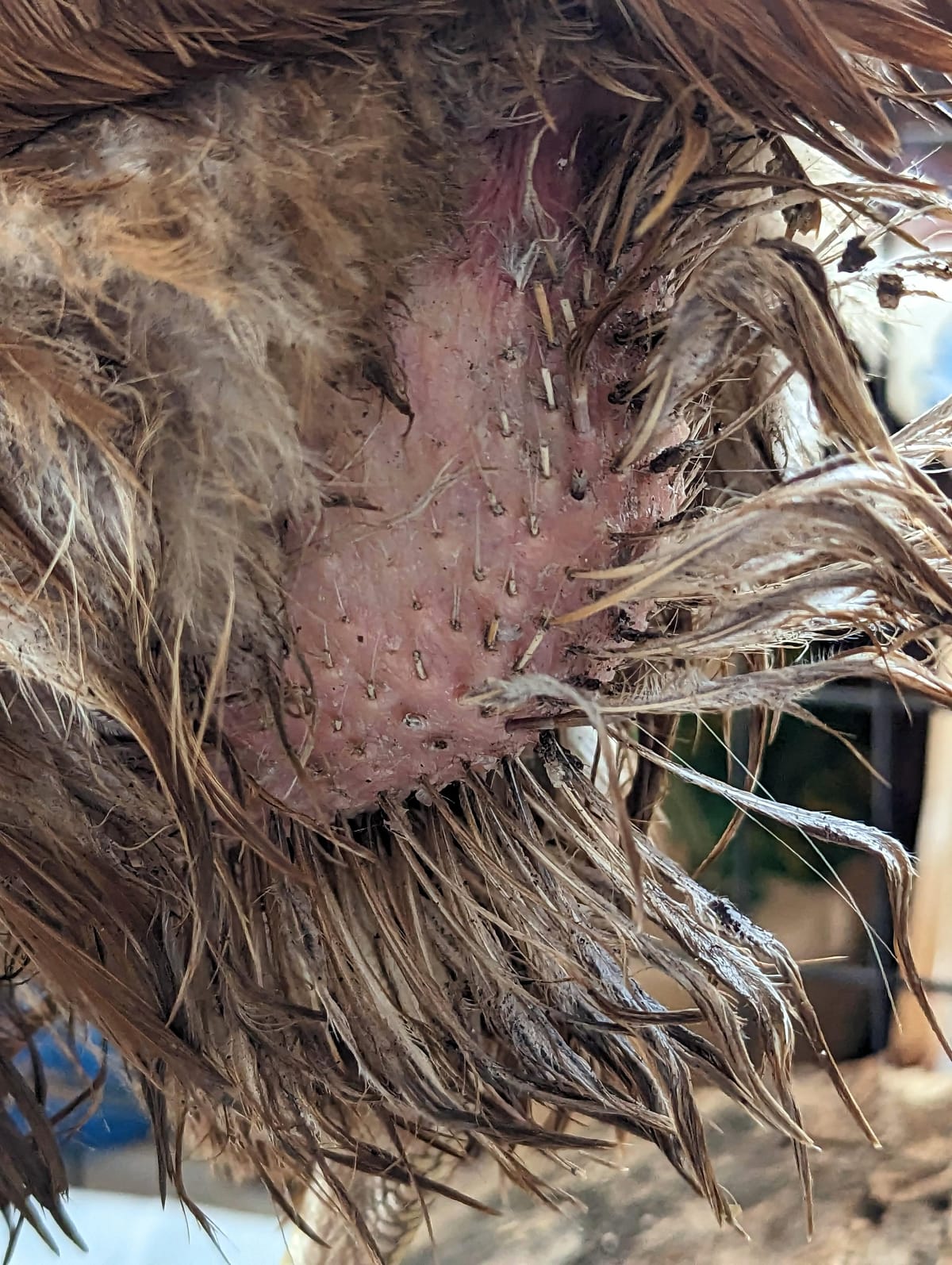 How to Treat Vent Gleet in Your Chickens: A Step‑by‑Step Guide