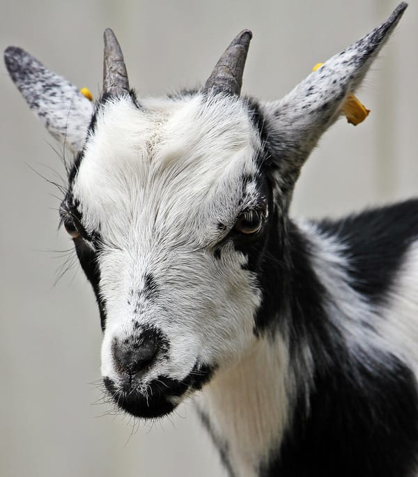 Why We Love Nigerian Dwarf Goats on the Hudstead