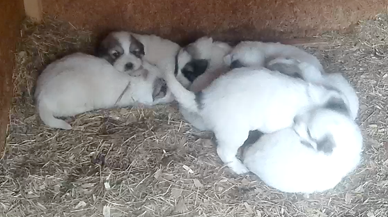 Raising a Litter of Great Pyrenees: The First 8 Weeks on the Farm